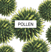 Pollen that causes alergic reactions.